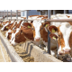 Agriculture  |  Animal husbandry